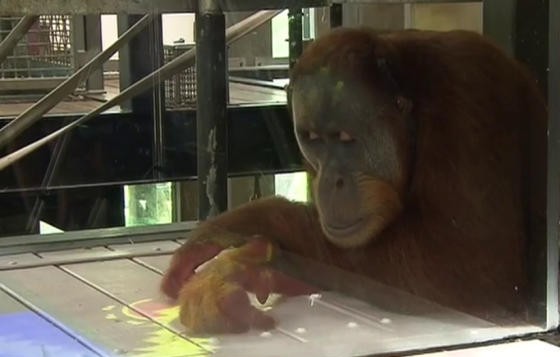Orangutany zdają się zadowolone z Kinecta