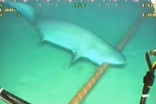 Rekiny czasem podgryzają takie kable