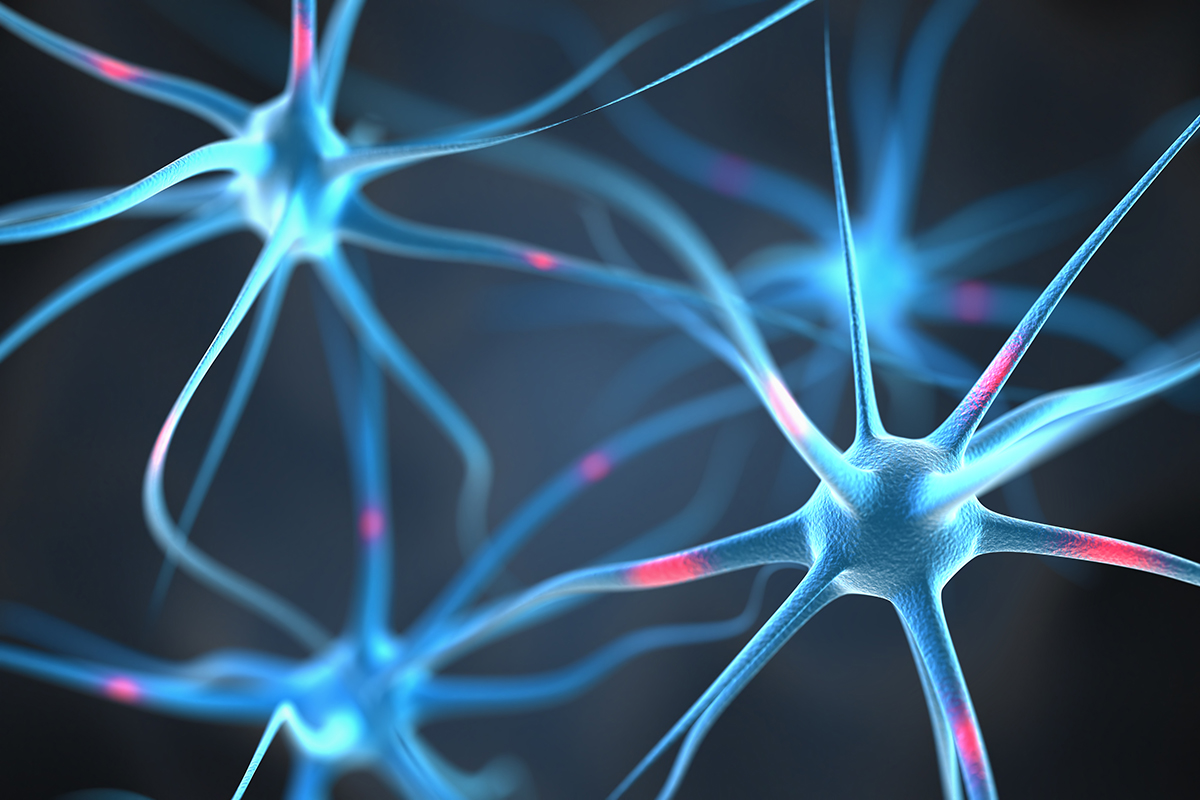Sieć neuronowa - piękna i funkcjonalna!
